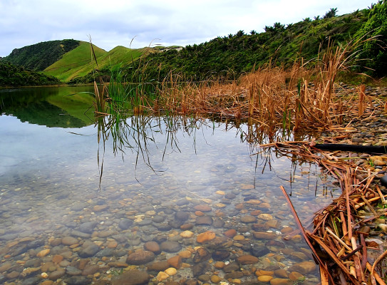 Raupo_Lake Kaihoka NZ a