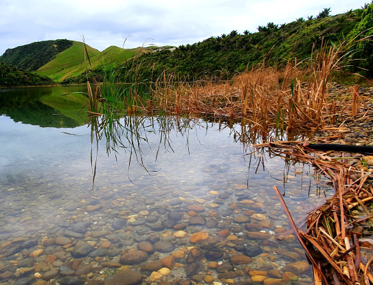 Raupo_Lake Kaihoka NZ a